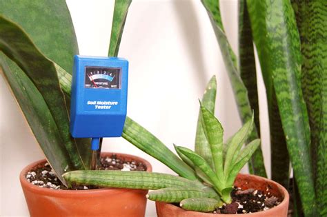 when to water snake plant moisture meter|best time to water snake plants.